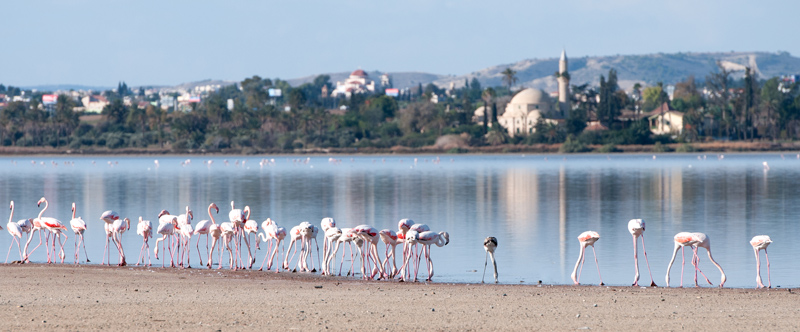 Larnaca - Zoutmeer