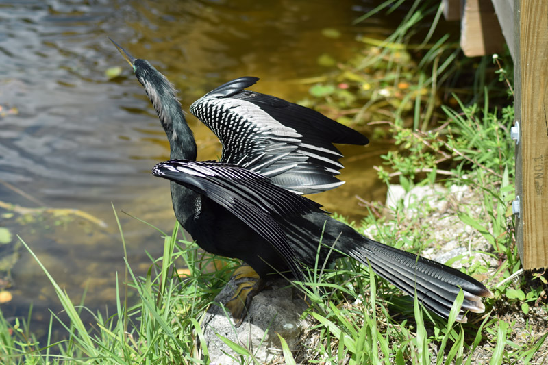 Miami - Everglades