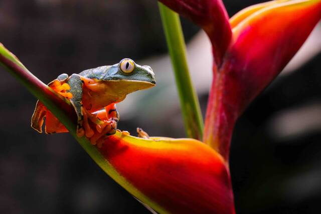 Alajuela – natuur en wildlife