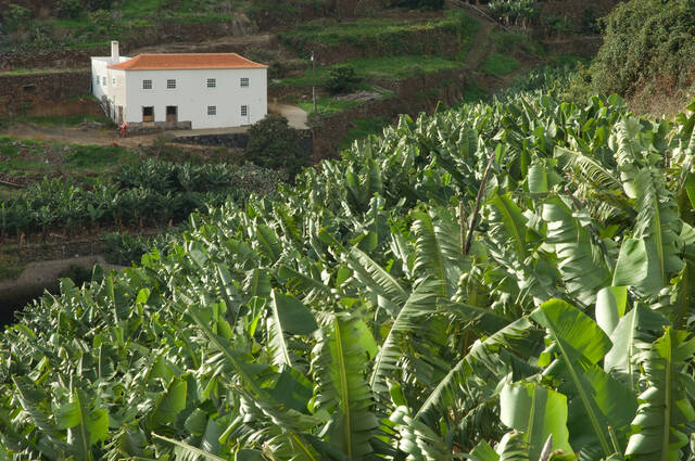 Bananenplantages in het Aridane-dal
