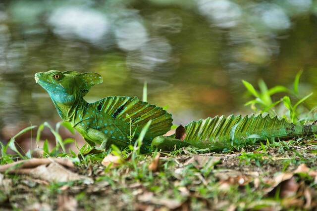 Boca Tapada – wildlife