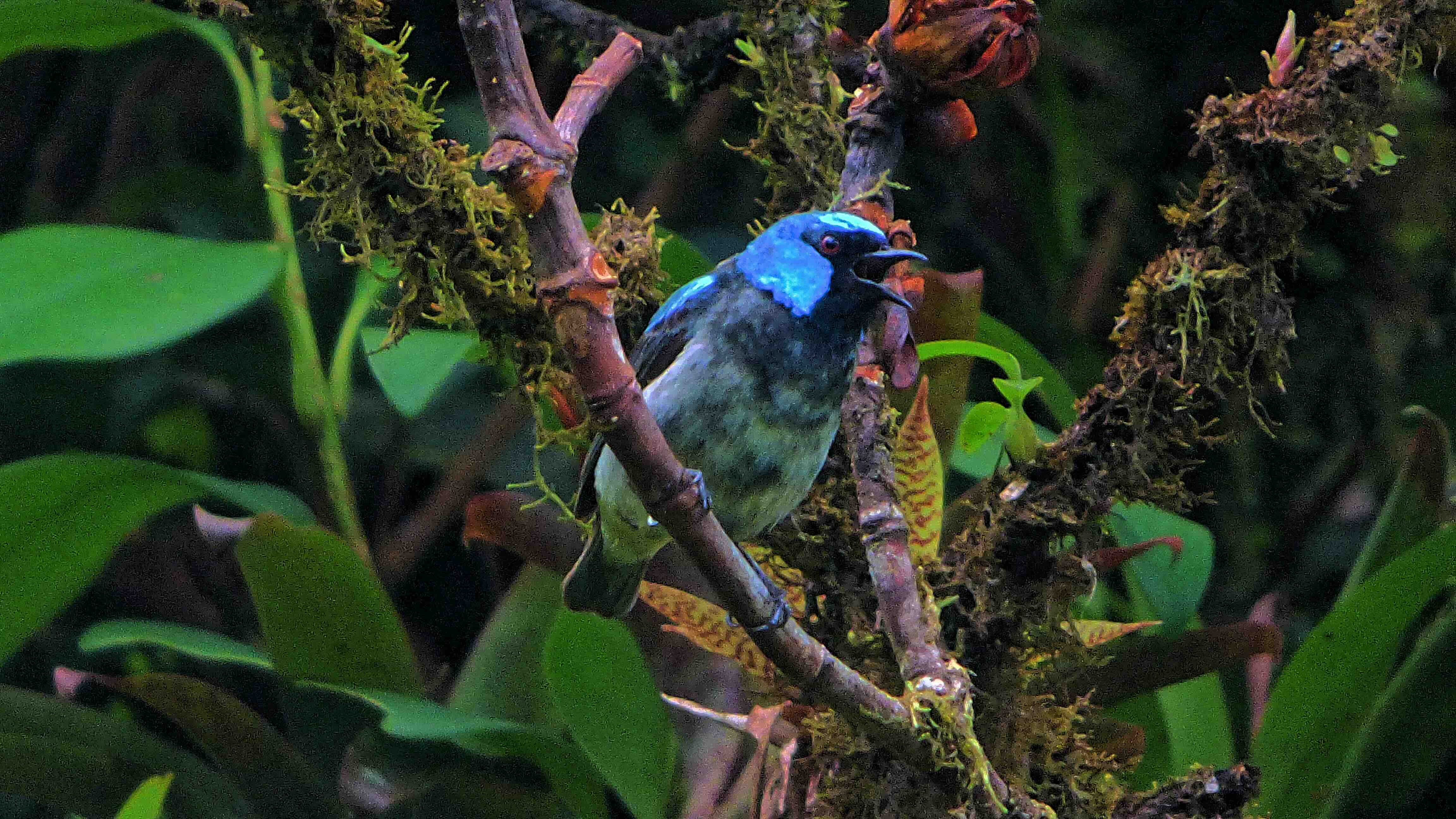 Vogels in Monteverde