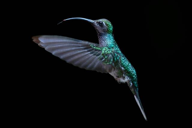 Monteverde – nachtelijke natuur