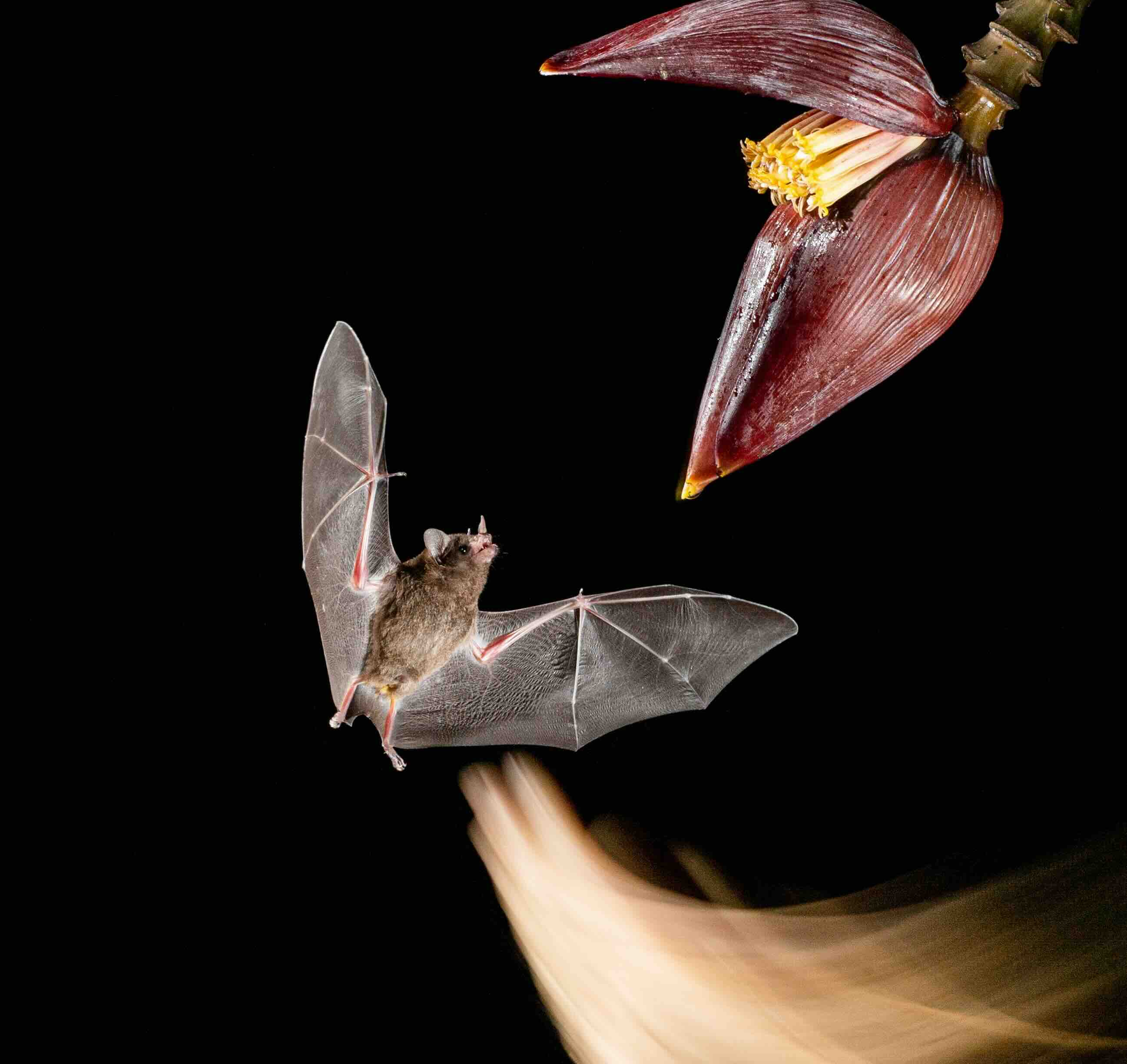 Vleermuis in Sarapiqu&iacute;