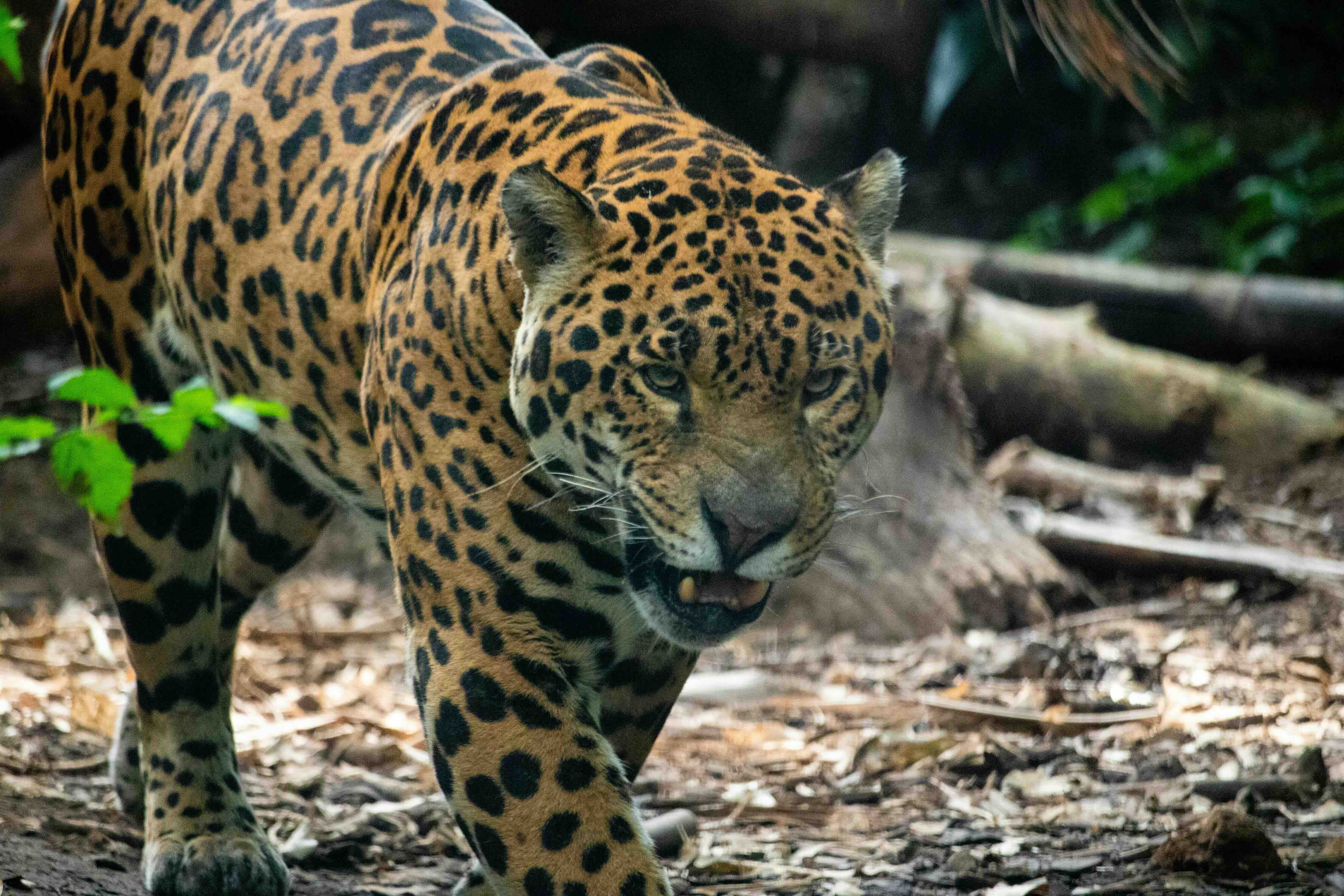 Jaguar Rescue Center