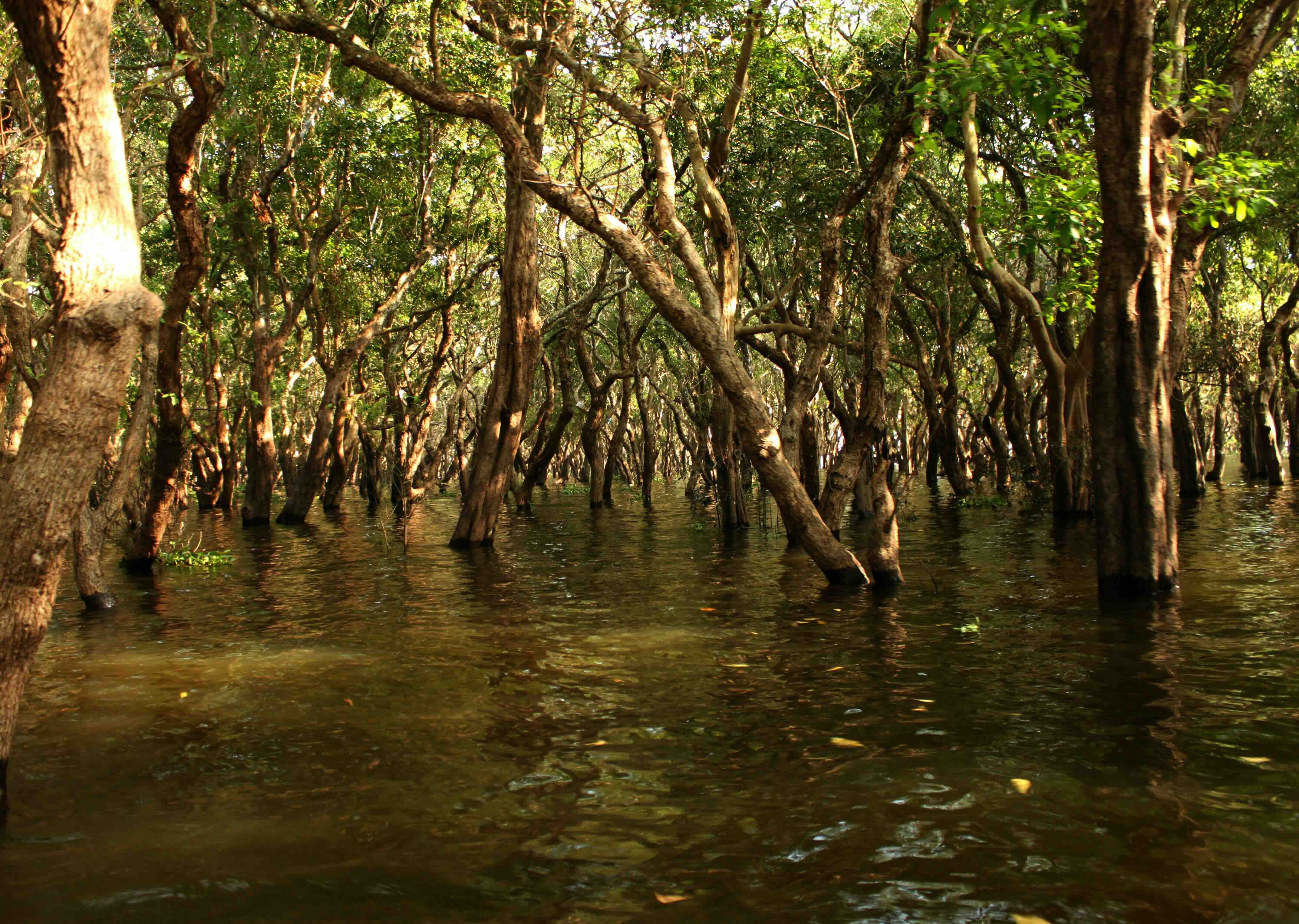 Islas Damas &ndash; mangroves