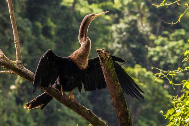 Tortuguero – vogels en natuur